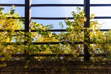 background of a roof entwined with autumn ivy against the sky