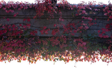 Autumn leaves of wild grapes on the pergola in the park