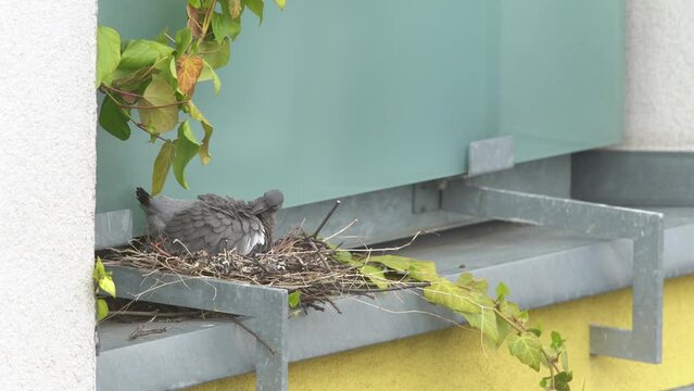 Pigeon chick in the nest in the city