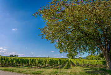 Traenheim, France - 09 05 2021: Alsatian Vineyard. Panoramic view of vine fields along the wine route with a big tree in background .
