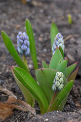 Pale blue flowers of hyacinth