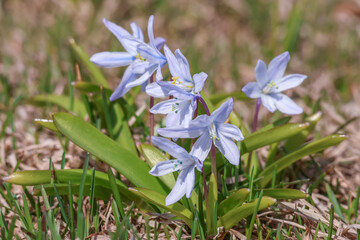 Pale blue flowers of Puschkinia scilloides