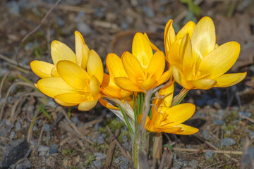 Yellow flowers of crocus ancyrensis