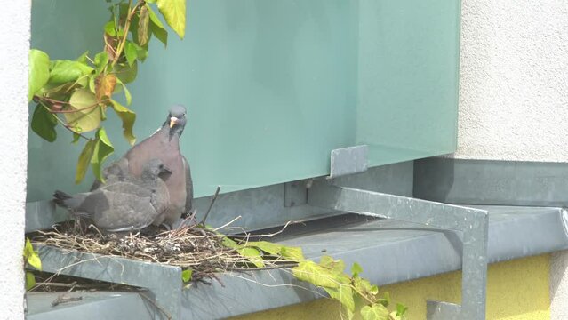 Pigeon with pigeon chick in the nest. Columba