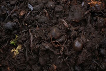 Top-down view of wet compost, external surface material texture