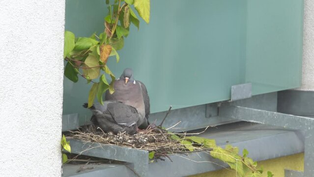 Pigeon with pigeon chick in the nest. Columba.