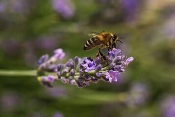 Macro close up of a flying bee landing on a lavender tree