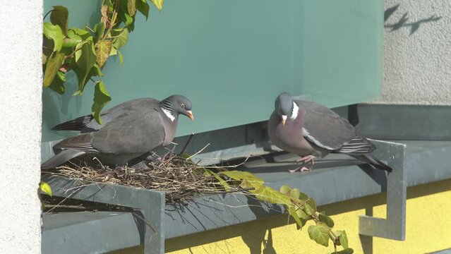 Parent pigeons changing in the nest with pigeon chick.