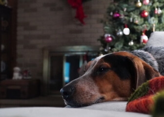 Blue tick coonhound sleeping g under a Christmas tree.