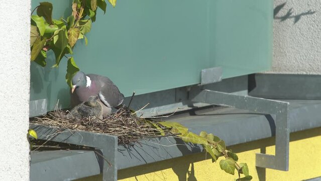 Adult pigeon with baby pigeon in the nest