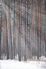 Winter forest. Snow-covered trunks of ship pines in the sunlight.