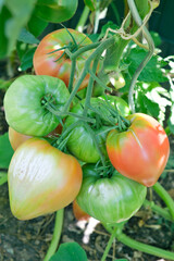 Tomaten - Rispe mit Tomaten
