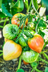 Tomaten - Rispe mit Tomaten