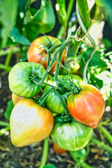 Tomaten - Rispe mit Tomaten