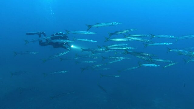 Scuba diver near a school of barracuda fish