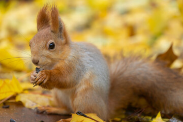 Naklejka na ściany i meble Autumn scene with a cute red squirrel.