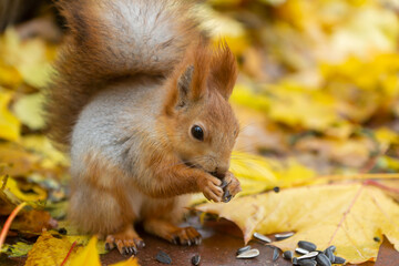 Autumn scene with a cute red squirrel.