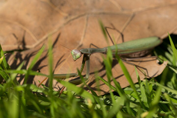 The big mantis is ready to attack