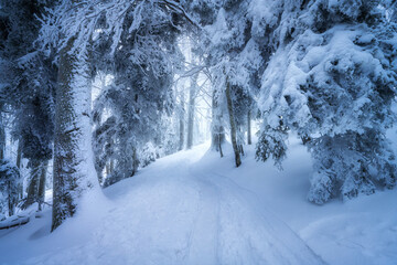 Road in snowy forest in fog in beautiful winter day. Colorful landscape with trees in snow, trail...