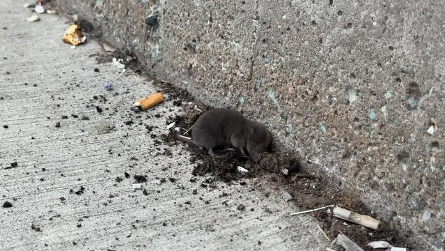 Canadian mole got lost in the concrete jungle.