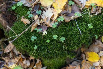 Autumn forest, yellow and brown colors, leaves and mushrooms, walk, sun