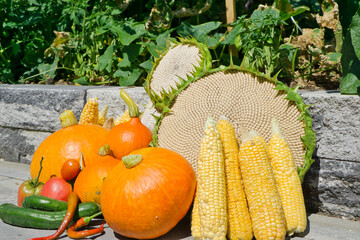 Ernte im Herbst
