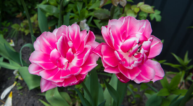 Peony tulips in a flowerbed in the garden. Wide photo.