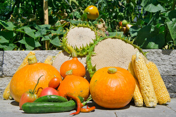 Herbst - Ernte - Gemüsegarten 