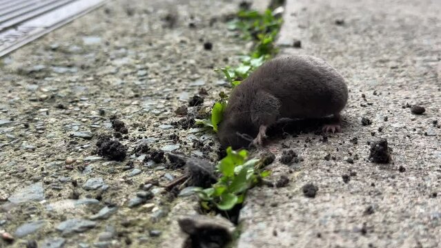Wild animal, a mole, Canadian mole got lost in the concrete jungle.