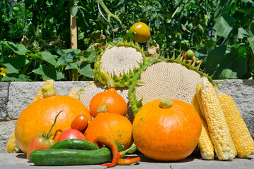 Herbst - Ernte - Gemüsegarten 
