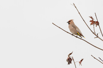 Bohemian waxwing (Bombycilla garrulus), Perthshire, Scotland