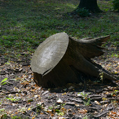 Huge stump felled tree in park.