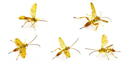 Adult female Ichneumon Wasp Neotheronia bicincta floridana  - with long ovipositor isolated on...