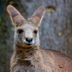 The kangaroo is a marsupial from the family Macropodidae (macropods, meaning 'large foot').