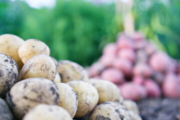 Regionale Landwirtschaft - Kartoffelanbau 