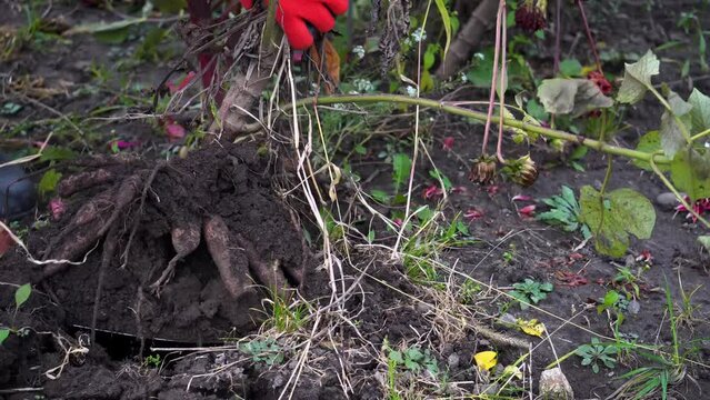 Digging out dahlia tubers in autumn garden using shovel. Gardener preparing roots for winter storage. Close up of clump