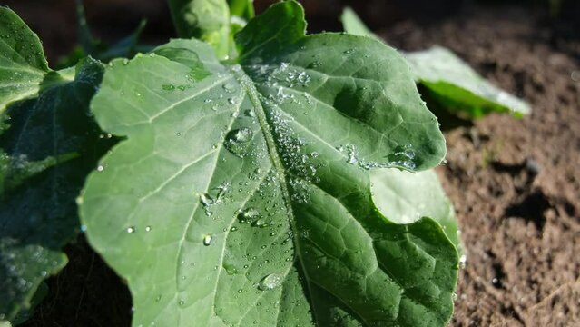 Close up of cabbage leaf with frost being melt and turn into water droplet while sun shine through ice crystals.