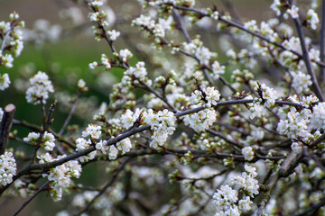 Spring white blossom of plum prunus tree, orchard with fruit trees in Betuwe, Netherlands in april
