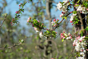 Spring pink blossom of apple trees in orchard, fruit region Haspengouw in Belgium