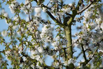 Rows of cherry trees with white blossom in fruit orchard greenhouse with protection sytem from birds in sunny day, Betuwe, Netherlands