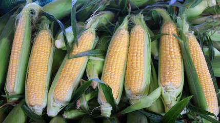 Sweet corn is a variety of maize with a high sugar content is the result of a naturally recessive...