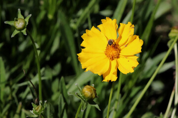 Bee on a flower