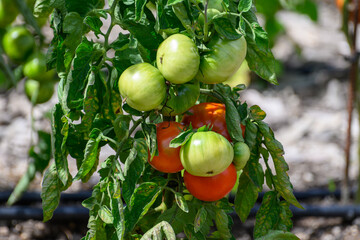Vine of tomato plant with many big ripening  tomatoes vegetables in garden close up