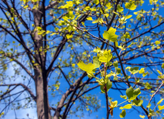 Fototapeta premium Tulip liriodendron is a beautiful ornamental tree. Tulip liriodendron in spring. Close-up.