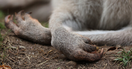 Front feet of  kangaroo is a marsupial from the family Macropodidae (macropods, meaning 'large...