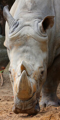 The white rhinoceros or square-lipped rhinoceros is the largest extant species of rhinoceros.  It has a wide mouth used for grazing and is the most social of all rhino species © Daniel Meunier