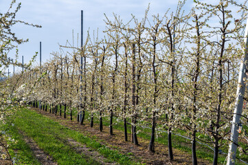 Fototapeta na wymiar Organic farming in Netherlands, rows of blossoming pear trees on fruit orchards in Zeeland