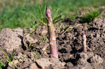Green asparagus sprouts growing on bio farm field in Limburg, Belgium