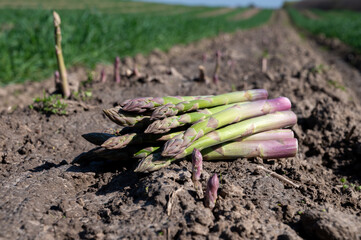 Bunch of harvvested green asparagus sprouts growing on bio farm field in Limburg, Belgium