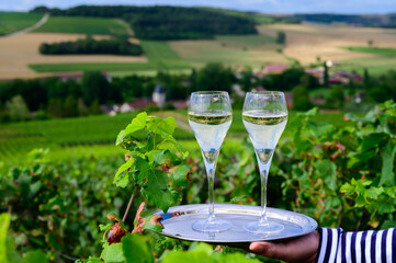 Drinking of sparkling white wine with bubbles champagne on green hilly vineyards in small village...